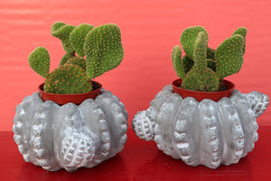 Twin Cactus
