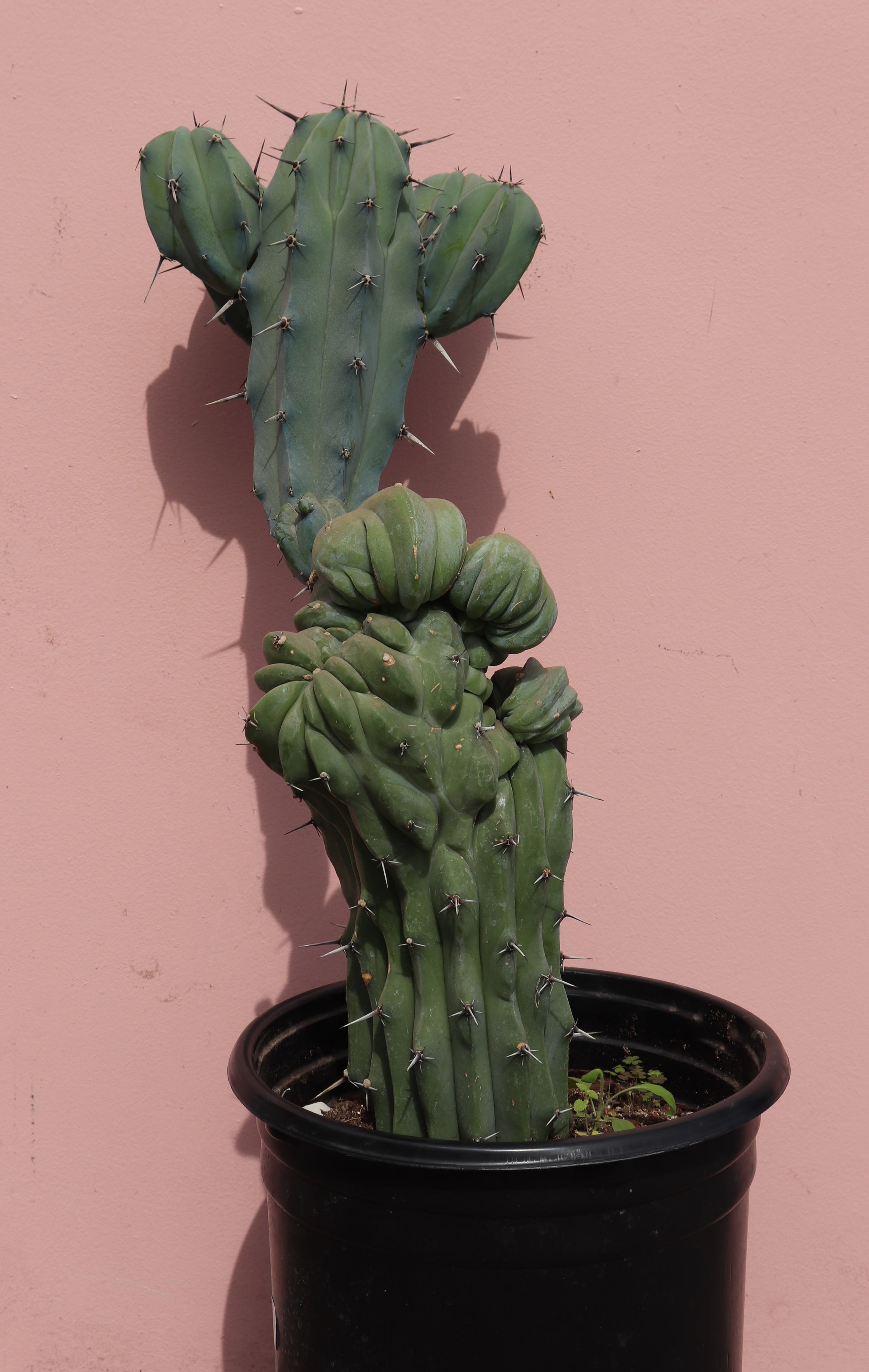 grafting cactus and succulents Grafted Cactus