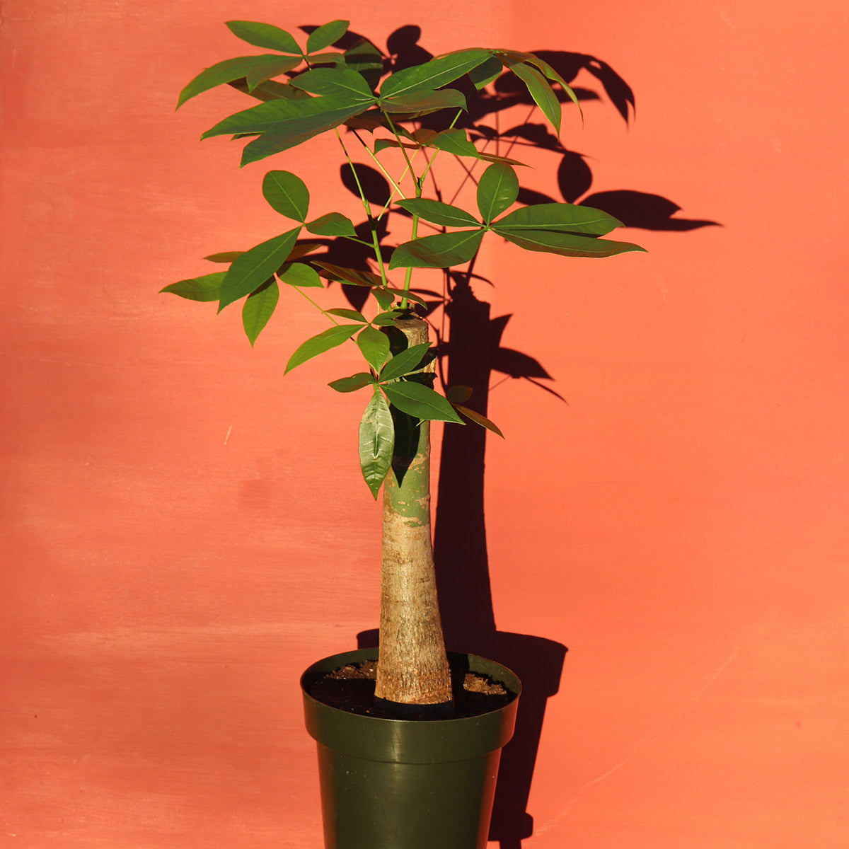 largest money tree Large Money Tree