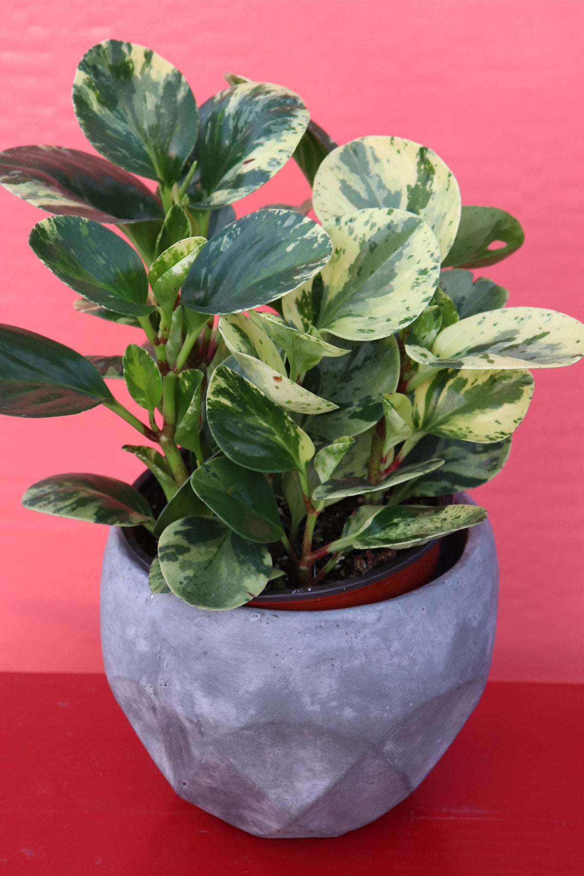 indoor radiator plant Radiator Plant
