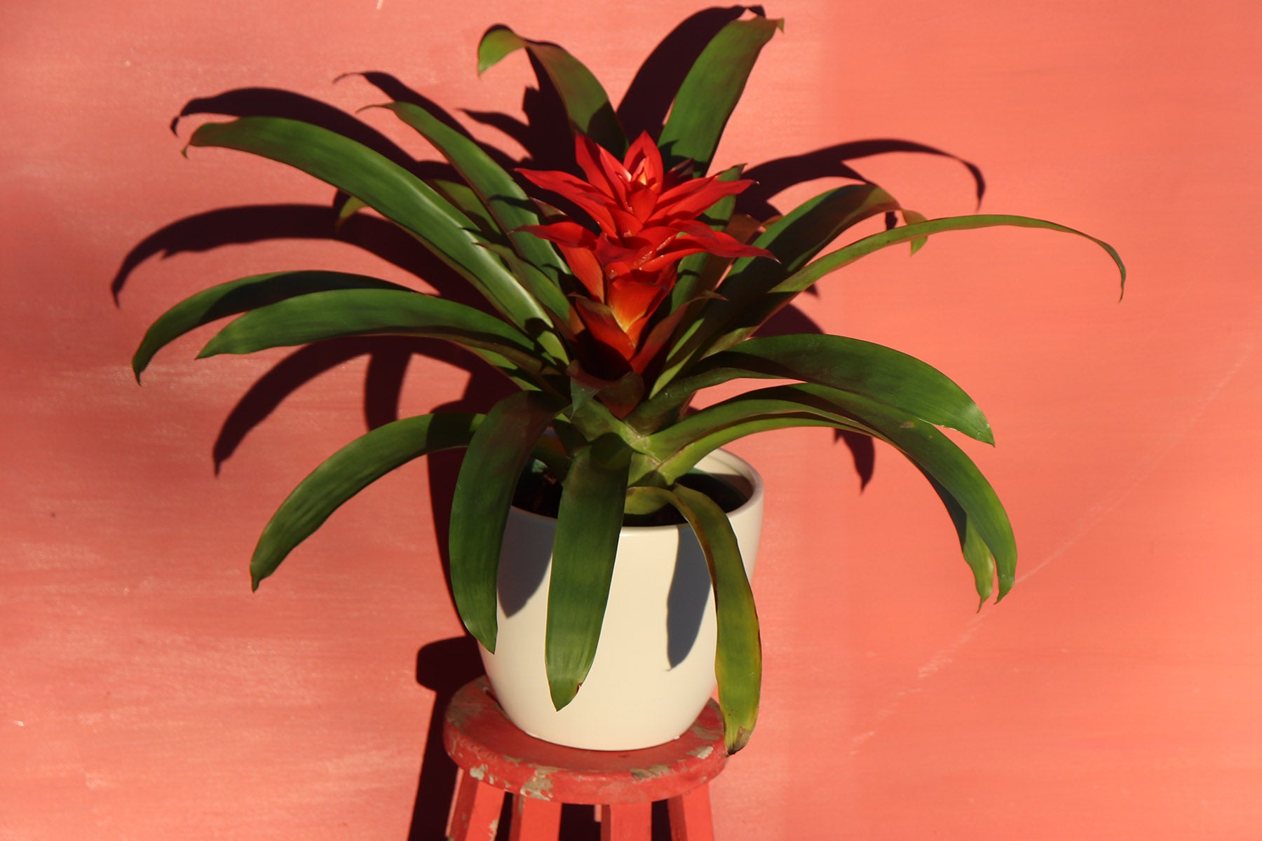 Red Bromeliad