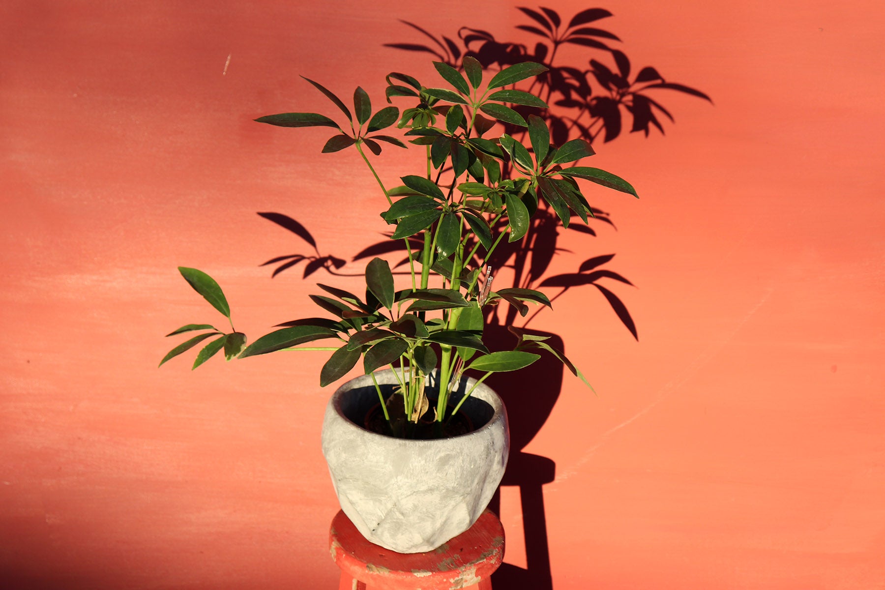 Schefflera