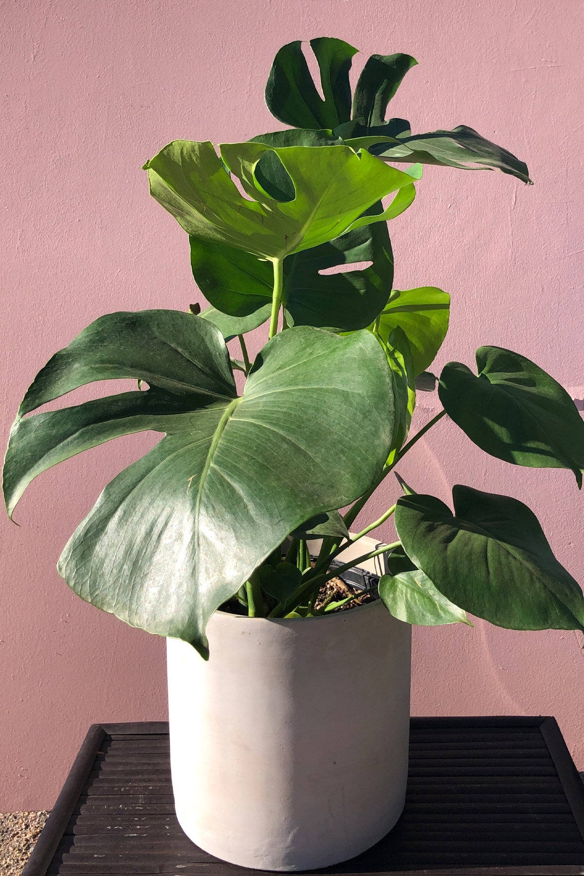 split philodendron Split Leaf Philodendron