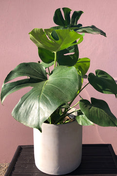 split leaf philodendron Split Leaf Philodendron