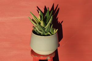 Variegated Aloe Nobilis