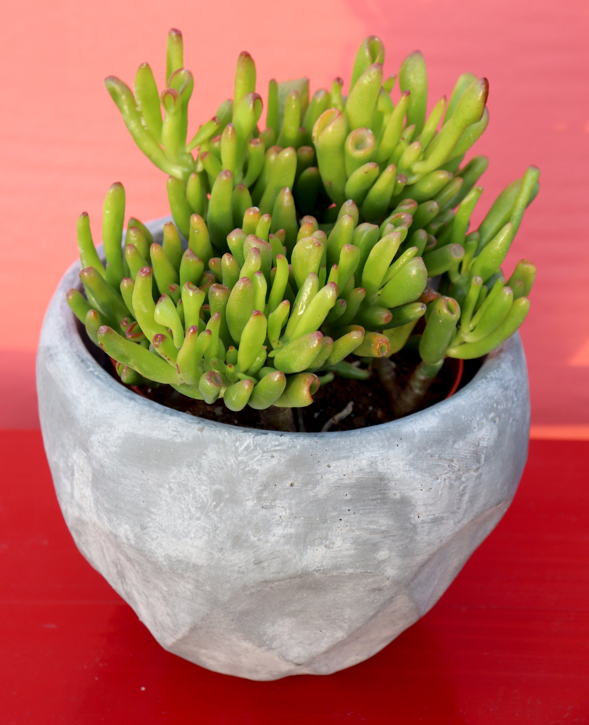 gollum vs hobbit jade plant Gollum Jade